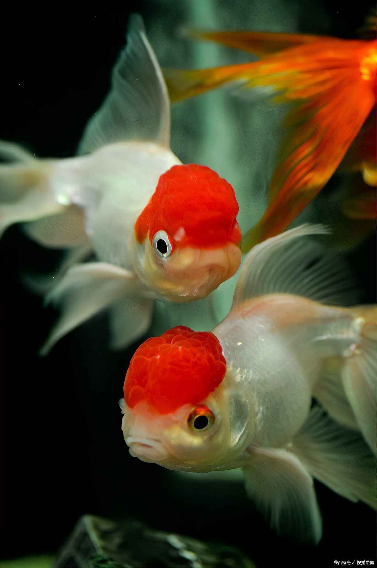 蘭壽金魚多久換一次水？（蘭壽金魚多久換一次水）