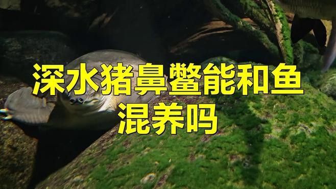 豬鼻龜和龍魚混養有哪些成功案例？（豬鼻龜和龍魚混養需要多久適應）
