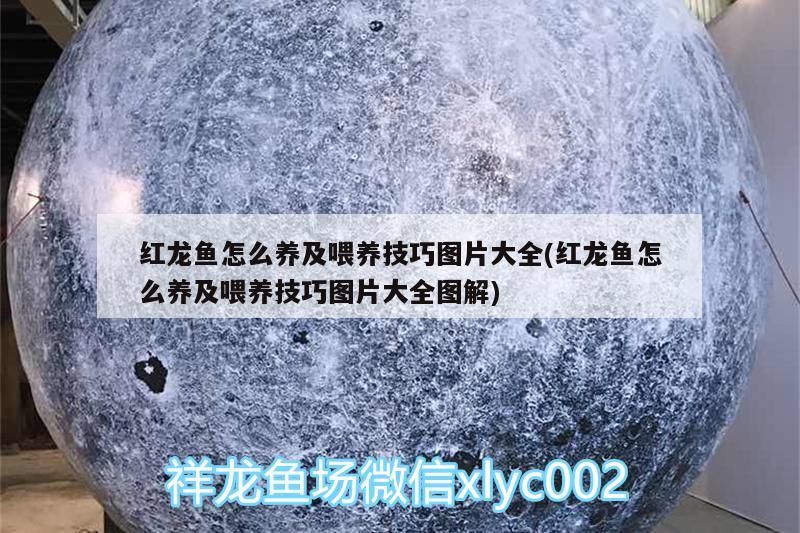紅龍魚怎么養及喂養技巧圖片大全(紅龍魚怎么養及喂養技巧圖片大全圖解)（紅龍魚怎么養及喂養技巧圖片大全）