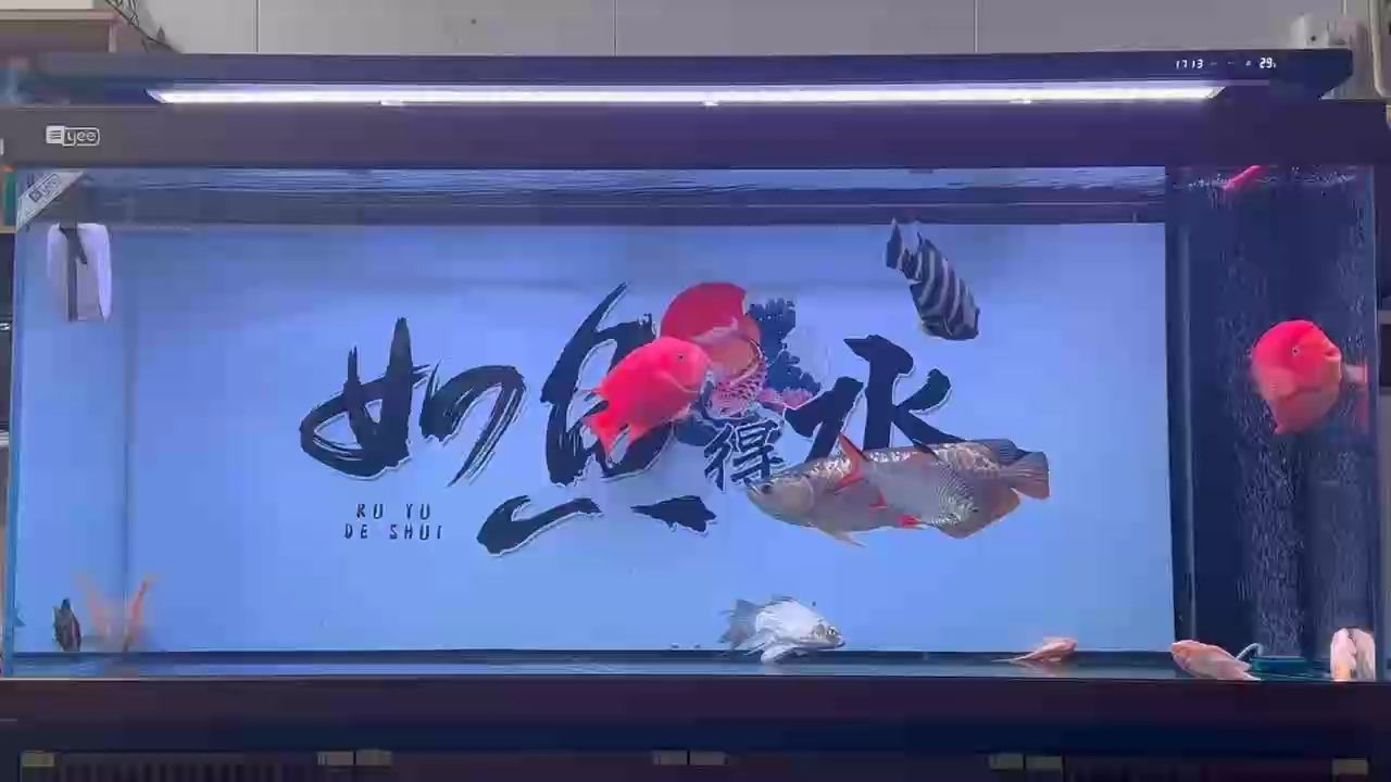 20多天不吃東西，狀態終于回來了！（20多天不吃東西，狀態終于回來了） 20多天不吃東西，狀態終于回來了！（20多天不吃東西，狀態終于回來了） 龍魚論壇