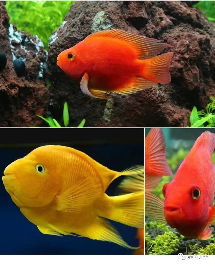 虎紋恐龍魚不吃飼料怎么辦（恐龍魚不吃東西怎么辦）