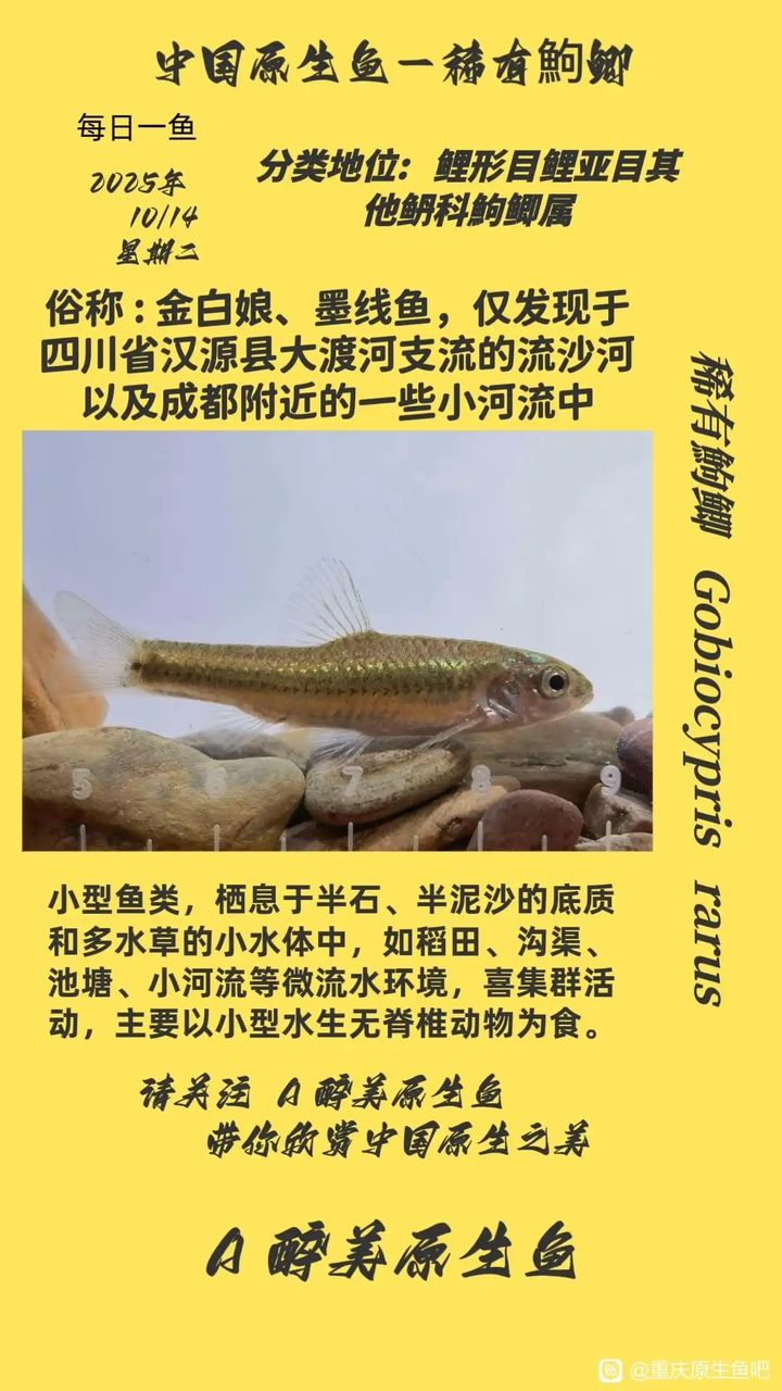 稀有鮈鯽（稀有鮈鯽在自然生態系統中扮演著重要角色）