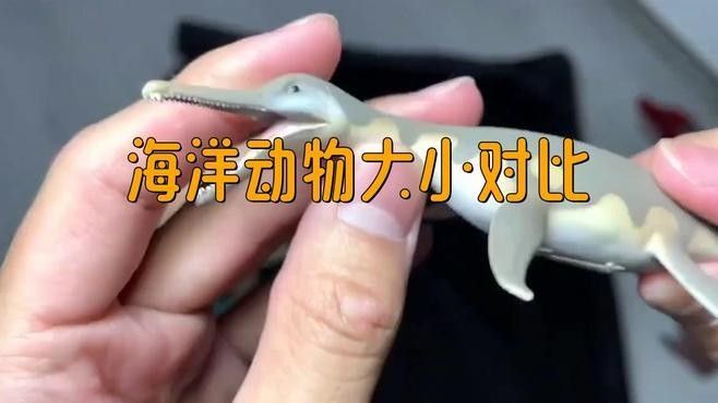 平克山大魚龍與藍鯨的體型對比（克山大魚龍與藍鯨的體型對比，平克山大魚龍與藍鯨的體型對比） 平克山大魚龍與藍鯨的體型對比（克山大魚龍與藍鯨的體型對比，平克山大魚龍與藍鯨的體型對比） 龍魚百科 第2張