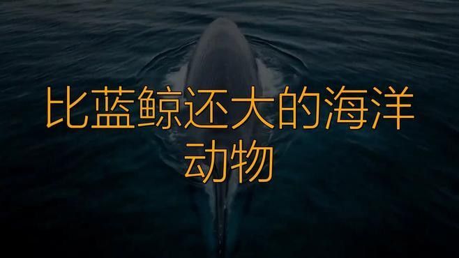 平克山大魚龍與藍鯨的體型對比（克山大魚龍與藍鯨的體型對比，平克山大魚龍與藍鯨的體型對比） 平克山大魚龍與藍鯨的體型對比（克山大魚龍與藍鯨的體型對比，平克山大魚龍與藍鯨的體型對比） 龍魚百科 第1張