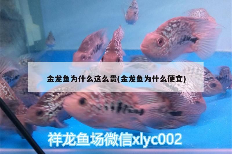 金龍魚為什么這么貴(金龍魚為什么便宜)（金龍魚價格昂貴的原因大致有以下幾點，龍魚的價格昂貴）