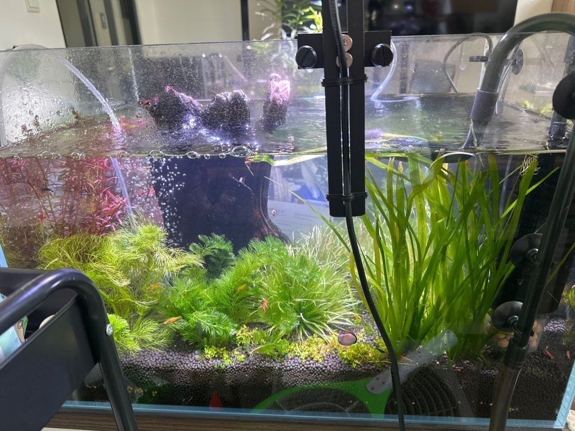 有哪些龍魚疾病沒有視頻教程？，關于龍魚疾病及其可能的視頻資源缺失情況 有哪些龍魚疾病沒有視頻教程？，關于龍魚疾病及其可能的視頻資源缺失情況 龍魚百科 第2張