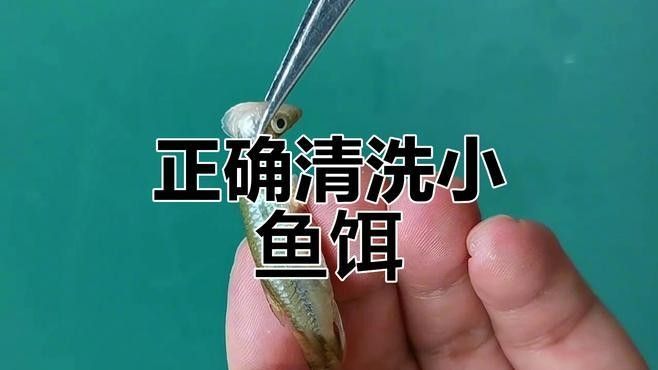 如何處理活餌以確保其安全性（ 如何處理活餌以確保其安全性（\