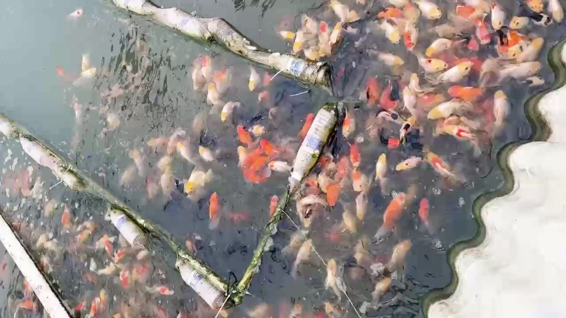 新手也能輕松拿捏的魚（新手也能輕松拿捏的魚，本文旨在介紹如何在釣魚活動(dòng)中捕捉到各種魚類）