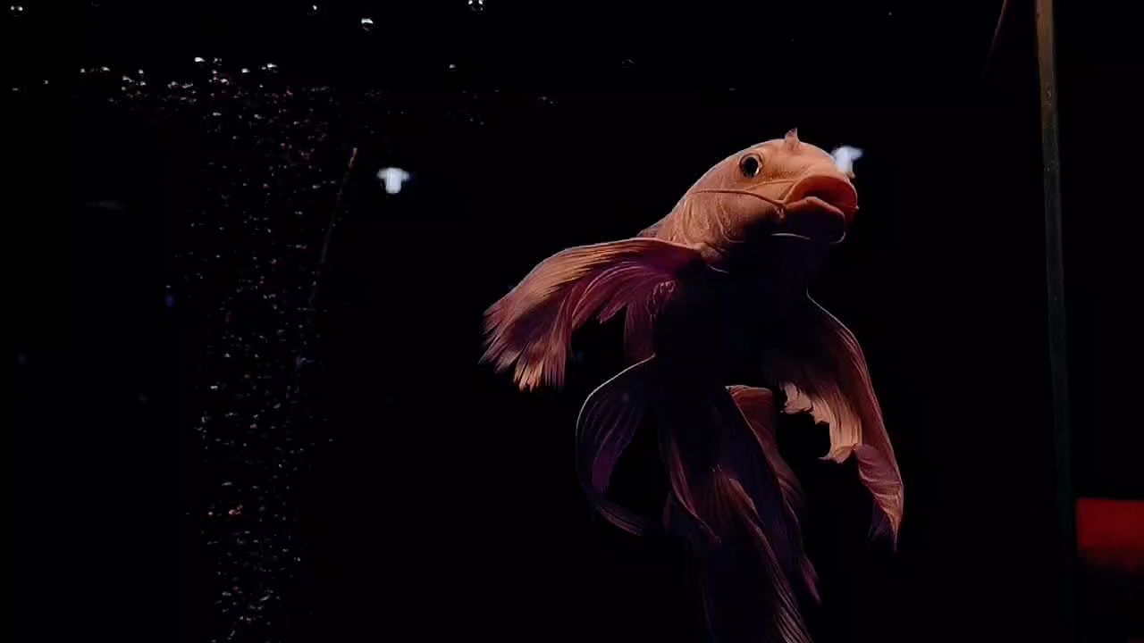 水中芭蕾（年邁老嫗八云紫評(píng)論：錦鯉能混養(yǎng)嗎）