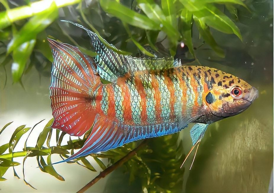 金龍魚多久會忘記被卡的事情（金魚的記憶真的只有7秒嗎？）
