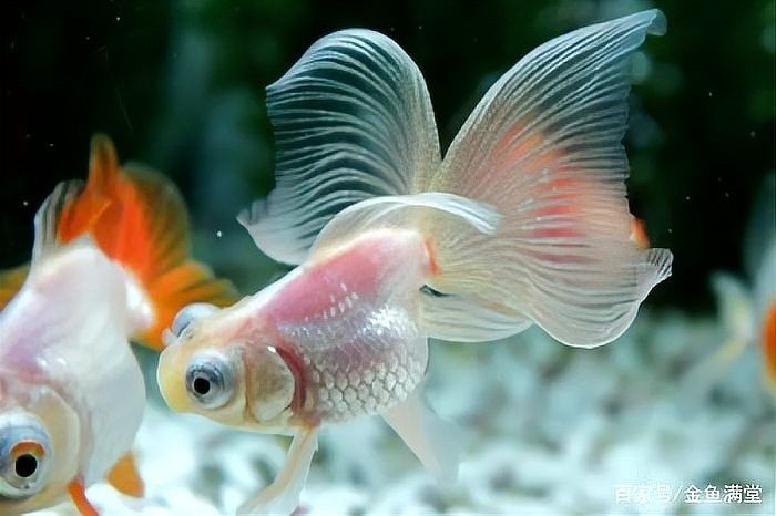 金龍魚多久會忘記被卡的事情（金魚的記憶真的只有7秒嗎？）