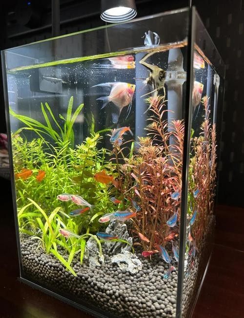 如何保持魚缸水溫穩定（如何穩定魚缸水溫、水溫的辦法）