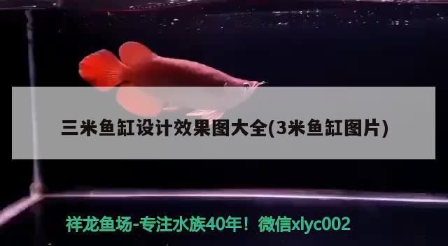 三米魚缸設(shè)計(jì)效果圖大全(3米魚缸圖片)（3米魚缸設(shè)計(jì)效果圖大全）
