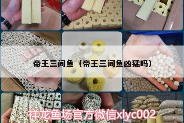 帝王三間魚（帝王三間魚兇猛嗎）（帝王三間魚兇猛嗎）