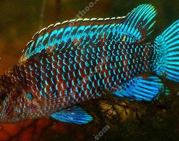 藍(lán)帆變色龍魚繁殖后如何護(hù)理（藍(lán)帆變色龍魚繁殖后的護(hù)理）