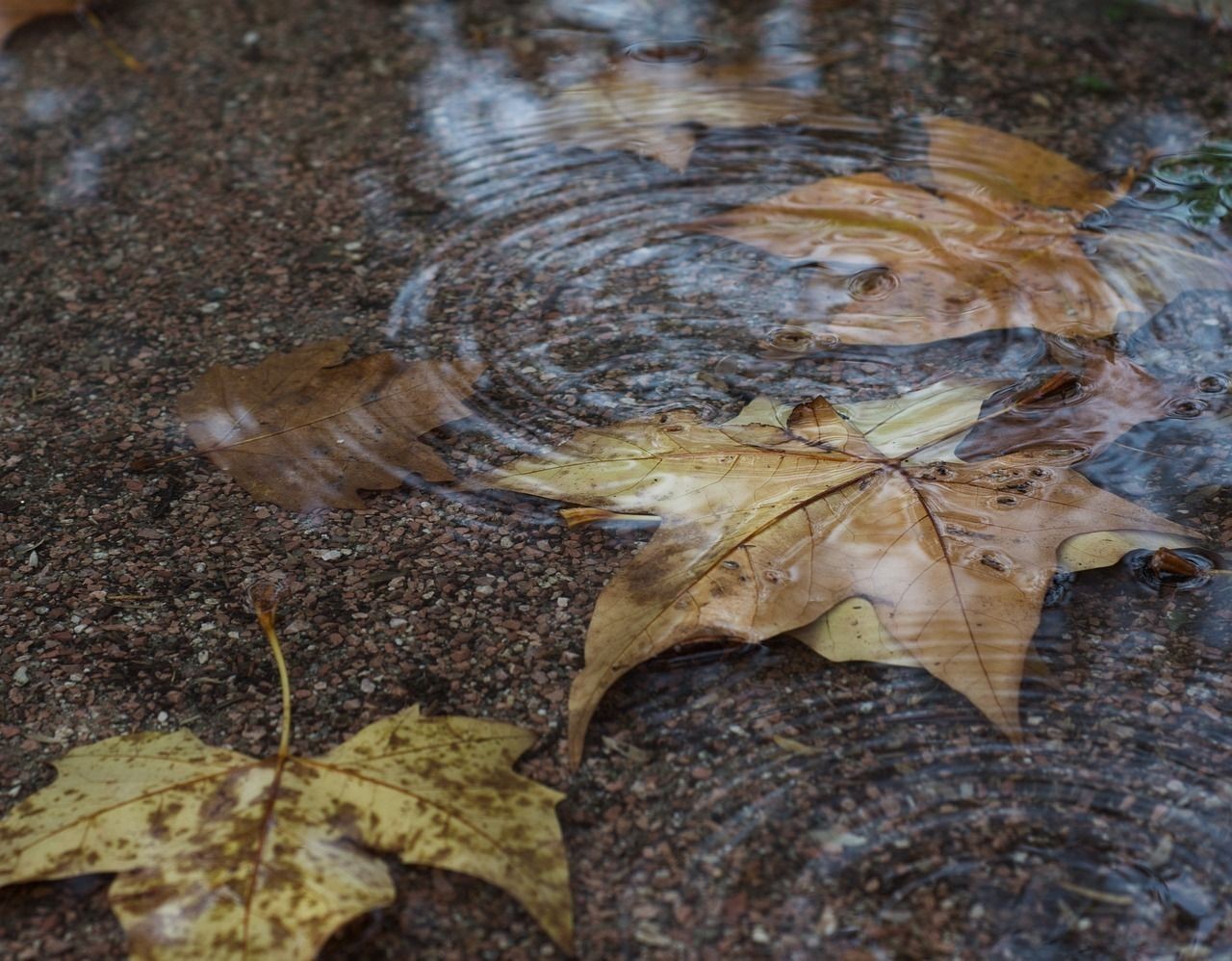 雷龍魚吃飽就飄水面上（雷龍魚漂水面）（雷龍魚吃飽后漂浮在水面上，） 雷龍魚吃飽就飄水面上（雷龍魚漂水面）（雷龍魚吃飽后漂浮在水面上，） 觀賞魚百科 第3張