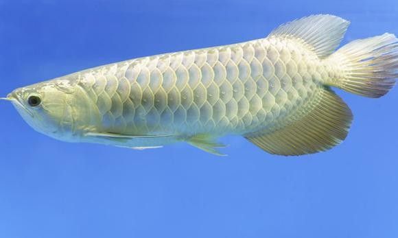 成都哪個水族館龍魚好？祥龍魚場龍魚（成都浩海立方海洋館龍魚品種祥龍魚場紅龍怎么樣）