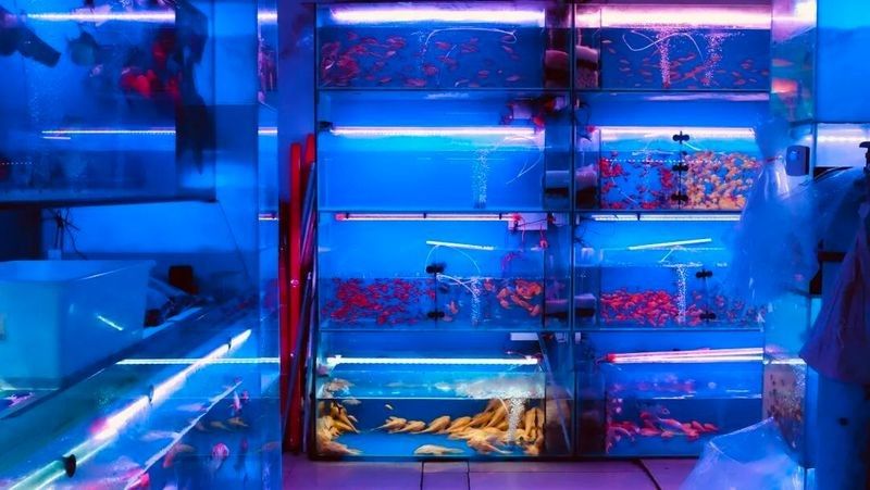 成都哪個水族館龍魚好？祥龍魚場龍魚（成都浩海立方海洋館龍魚品種祥龍魚場紅龍怎么樣）