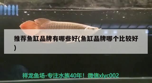 推薦魚缸品牌有哪些好(魚缸品牌哪個比較好)（廣東魚缸品牌有哪些？）