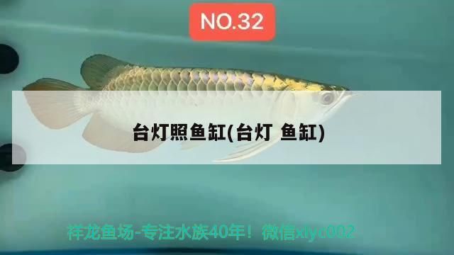 臺燈照魚缸(臺燈魚缸)（臺燈照魚缸里的燈用什么燈用什么燈） 臺燈照魚缸(臺燈魚缸)（臺燈照魚缸里的燈用什么燈用什么燈） 觀賞魚百科