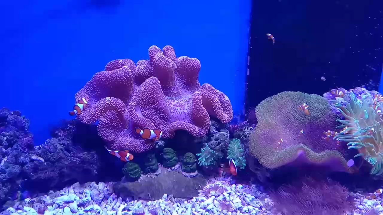 陪一缸有緣魚抱一顆平常心（如何通過與有緣魚的相伴，培養一顆平常心）