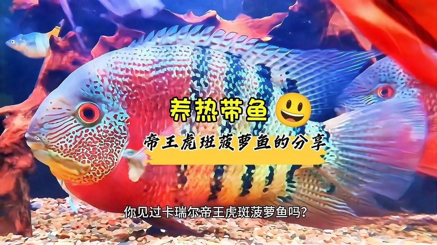 菠蘿魚和什么魚混養比較好？（菠蘿魚與什么魚混養菠蘿魚一般養幾條8u58特產）