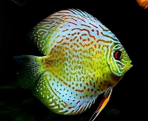菠蘿魚和什么魚混養比較好？（菠蘿魚與什么魚混養菠蘿魚一般養幾條8u58特產）