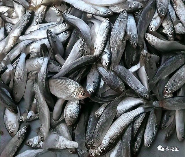 菠蘿魚和什么魚混養比較好？（菠蘿魚與什么魚混養菠蘿魚一般養幾條8u58特產）