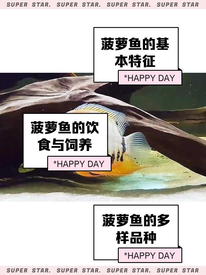 菠蘿魚和什么魚混養比較好？（菠蘿魚與什么魚混養菠蘿魚一般養幾條8u58特產）