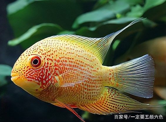 菠蘿魚和什么魚混養比較好？（菠蘿魚與什么魚混養菠蘿魚一般養幾條8u58特產）