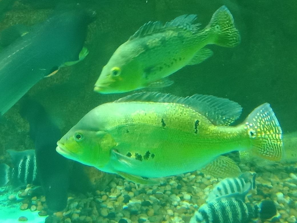 許昌哪里有賣魚缸的多些地方在賣的介紹，河南許昌哪里賣魚缸的多些地方在賣魚缸的多些地方在賣 許昌哪里有賣魚缸的多些地方在賣的介紹，河南許昌哪里賣魚缸的多些地方在賣魚缸的多些地方在賣 觀賞魚百科 第1張