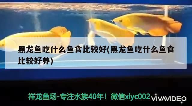 黑龍魚吃什么魚食比較好(黑龍魚吃什么魚食比較好養)（黑龍魚吃什么魚食比較好）