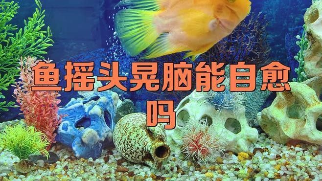 龍魚內(nèi)蒙眼恢復(fù)期喂食時(shí)間表，龍魚內(nèi)蒙眼恢復(fù)期一般多久喂一次
