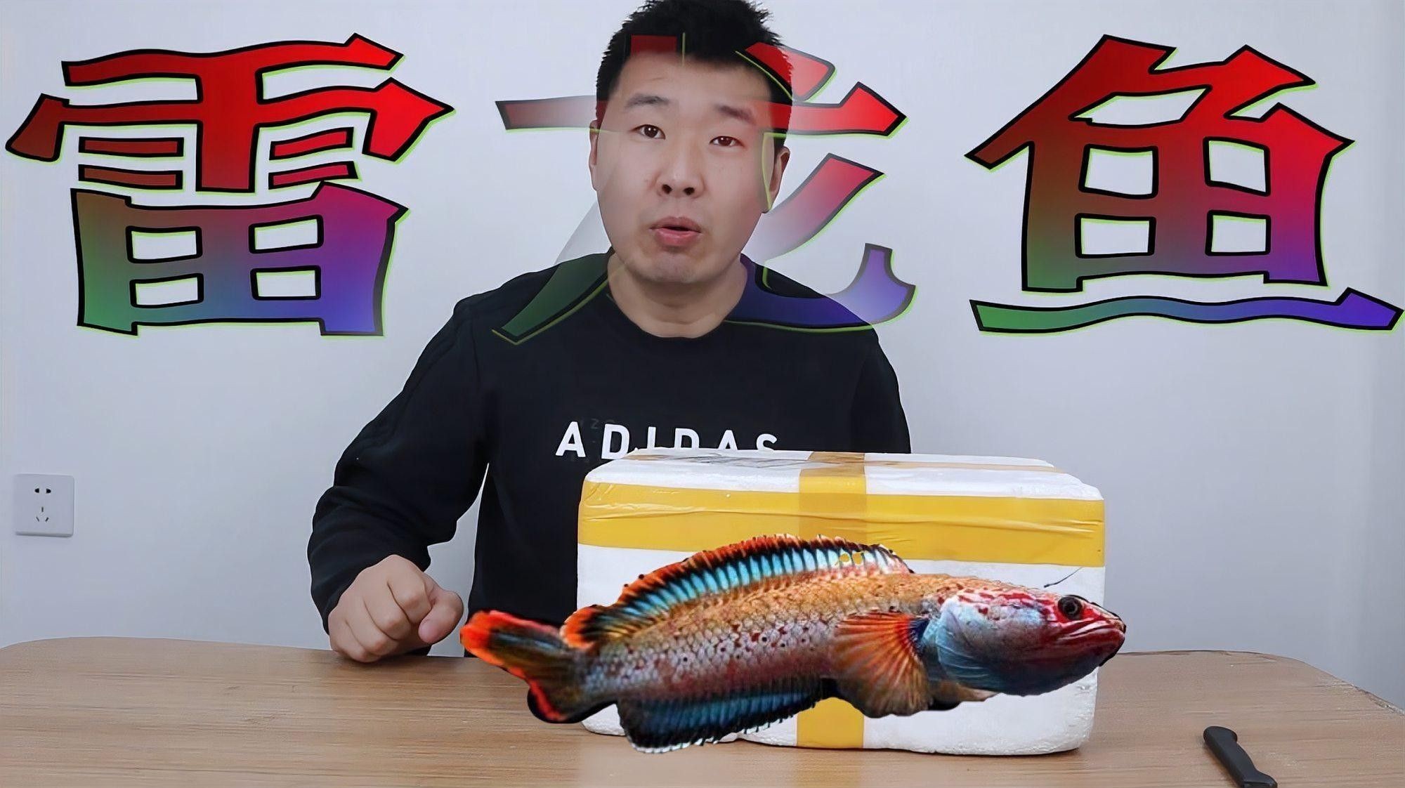 如何判斷龍魚是否適應(yīng)了側(cè)燈？（魚適應(yīng)側(cè)燈的關(guān)鍵在于觀察其行為和生理反應(yīng)和生理反應(yīng)）