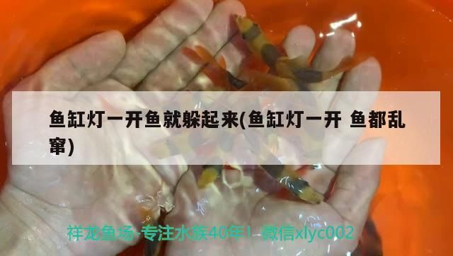 魚缸燈一開魚就躲起來(魚缸燈一開魚都亂竄)（魚缸開燈魚害怕怎么辦）