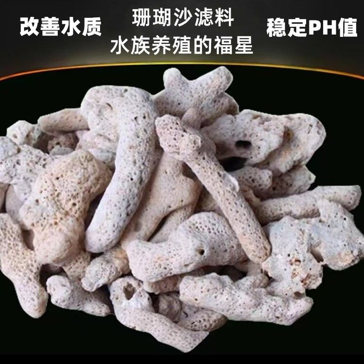 星點龍魚的飼養難度如何？（星點龍魚的飼養方法）
