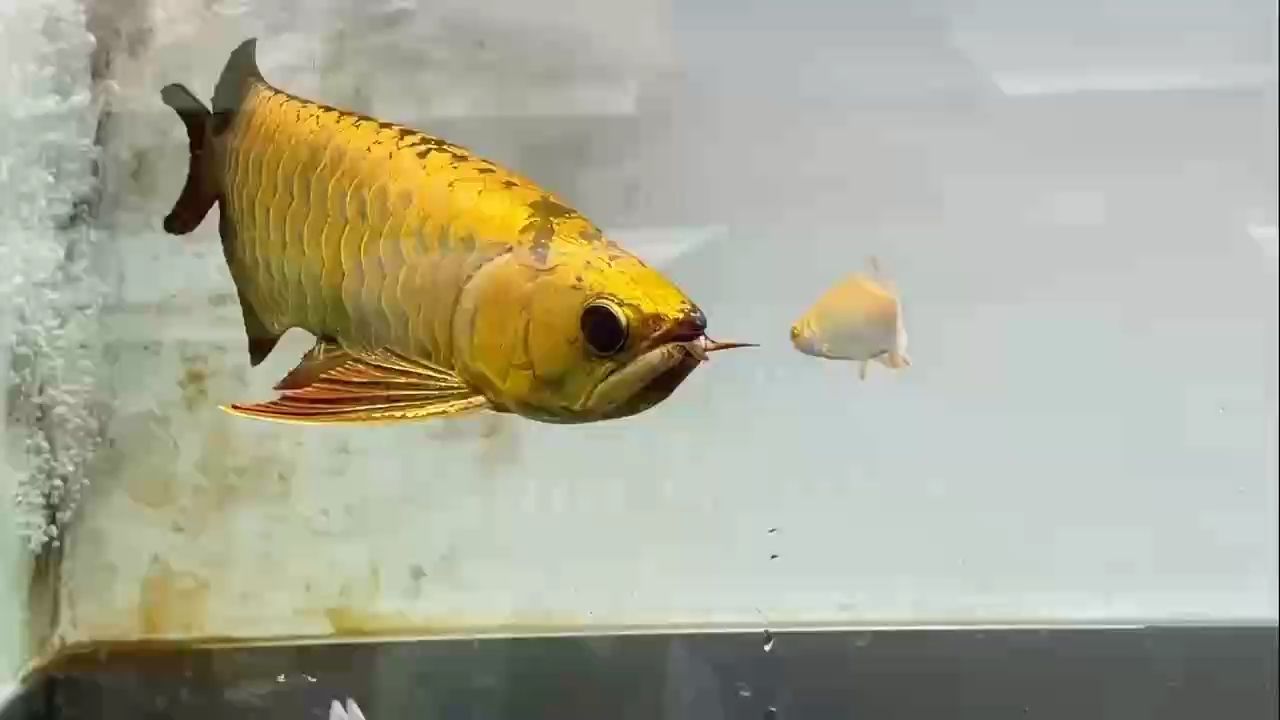 鯊魚咀滿金奎（鯊魚咀滿金奎32公分宇哥6519評論：顏色已經很好了）