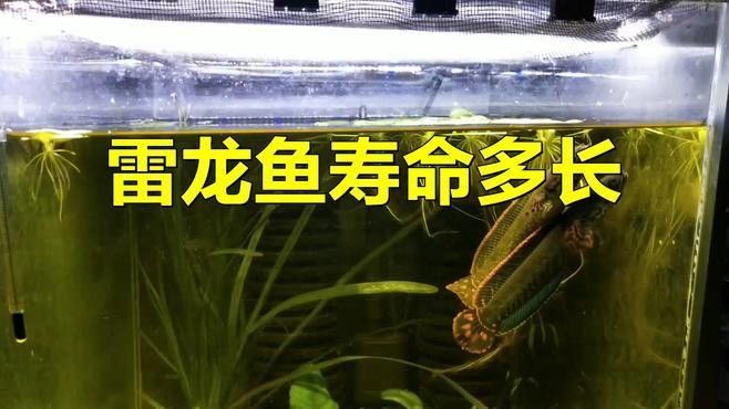 巴卡雷龍魚苗的壽命有多長？（巴卡雷龍魚苗的壽命通常在1-2年之間）