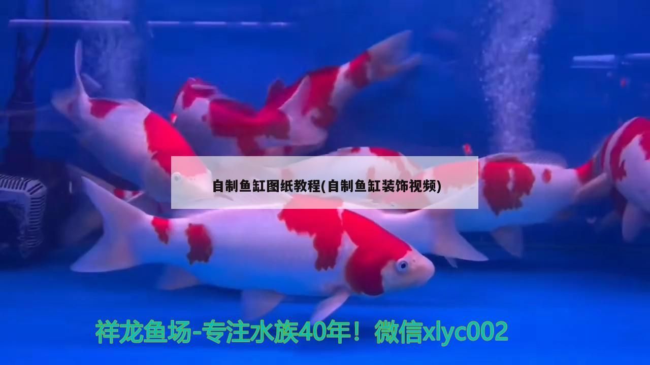 自制魚缸圖紙教程(自制魚缸裝飾視頻)（如何自制魚缸圖紙教程） 自制魚缸圖紙教程(自制魚缸裝飾視頻)（如何自制魚缸圖紙教程） 觀賞魚百科