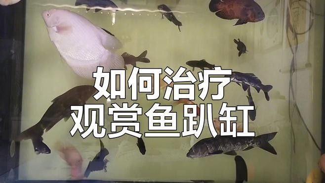 紅龍魚趴缸會自愈嗎（紅龍魚趴缸不動怎么辦）