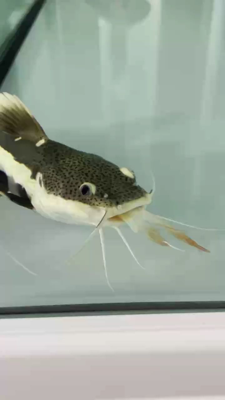 這個魚在它嘴里兩天了（“這個魚在它嘴里兩天了”可能是一個比喻或隱喻的持續） 這個魚在它嘴里兩天了（“這個魚在它嘴里兩天了”可能是一個比喻或隱喻的持續） 龍魚論壇