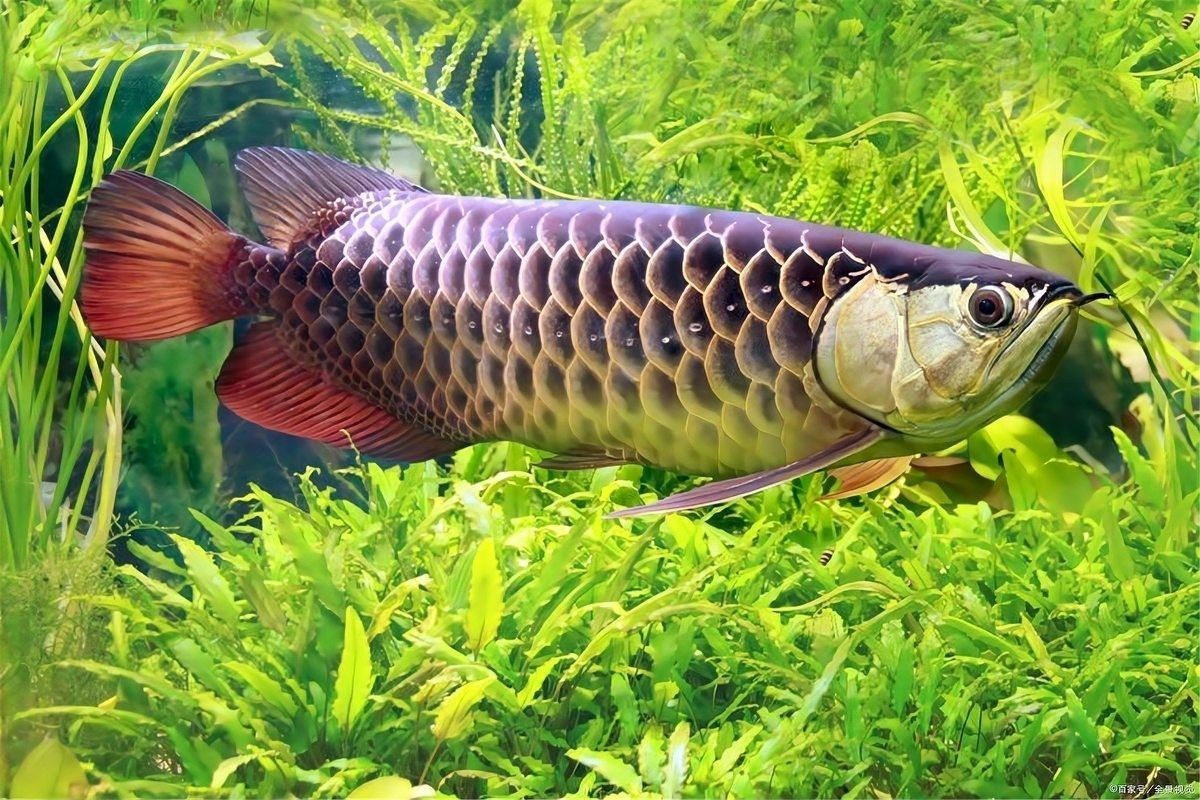 南漳哪個水族館龍魚好？祥龍魚場龍魚（南漳哪個水族館龍魚好）