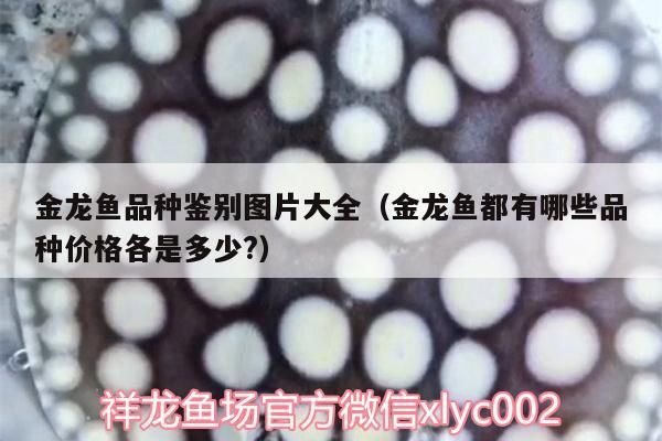 金龍魚品種鑒別圖片大全（金龍魚都有哪些品種價(jià)格各是多少?）（金龍魚品種鑒別圖片大全） 金龍魚品種鑒別圖片大全（金龍魚都有哪些品種價(jià)格各是多少?）（金龍魚品種鑒別圖片大全） 觀賞魚百科