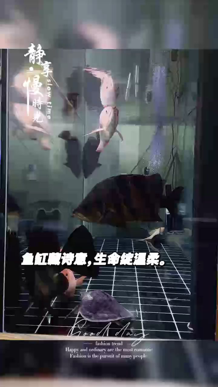 享受(享受生活并非遙不可及) 龍魚論壇 享受(享受生活并非遙不可及) 享受(享受生活并非遙不可及) 龍魚論壇