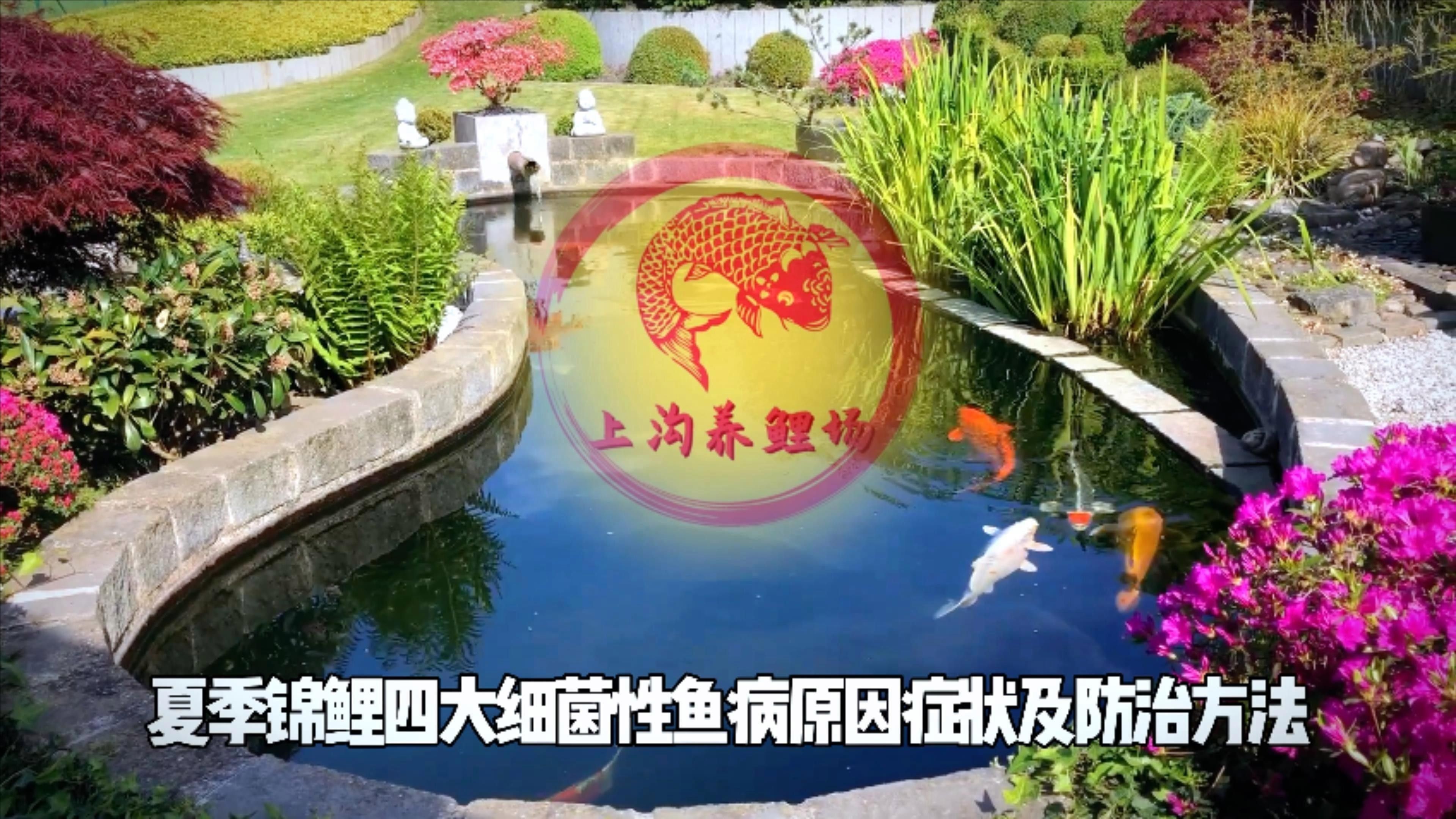 如何預防龍魚和錦鯉的常見疾病（嗶哩嗶哩嗶哩盤點夏季錦鯉容易出現的四大細菌性魚病）