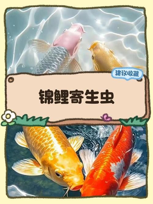如何預(yù)防龍魚(yú)和錦鯉的常見(jiàn)疾病（嗶哩嗶哩嗶哩盤(pán)點(diǎn)夏季錦鯉容易出現(xiàn)的四大細(xì)菌性魚(yú)病）