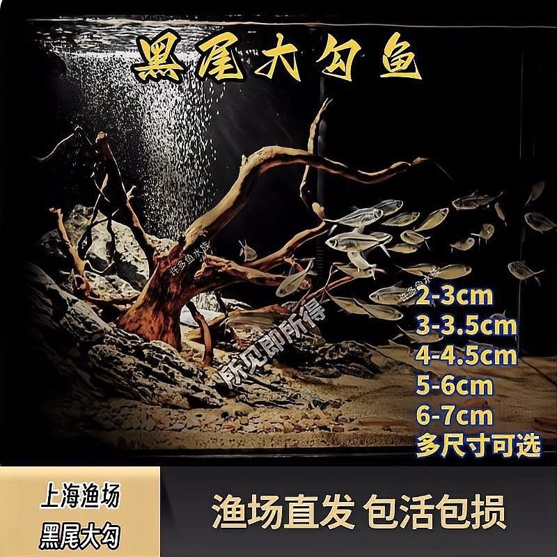翻腮好轉(zhuǎn)后還需要治療嗎，翻腮好轉(zhuǎn)后是否需要繼續(xù)治療取決于病情恢復(fù)正常生活