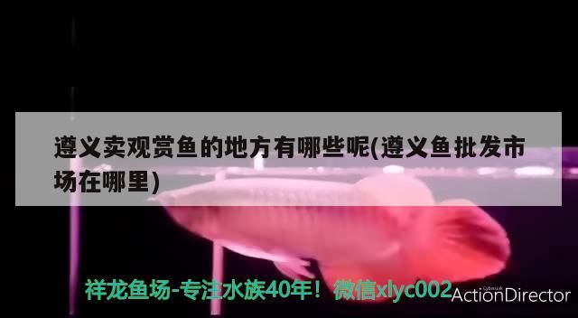 魚缸用增氧泵價格是多少:魚缸增氧機-xtrac增氧機-xtrac增氧機 遵義賣觀賞魚的地方有哪些呢(遵義魚批發市場在哪里)(遵義賣觀賞魚的地方有哪些) 觀賞魚百科 遵義賣觀賞魚的地方有哪些呢(遵義魚批發市場在哪里)(遵義賣觀賞魚的地方有哪些) 遵義賣觀賞魚的地方有哪些呢(遵義魚批發市場在哪里)(遵義賣觀賞魚的地方有哪些) 觀賞魚百科