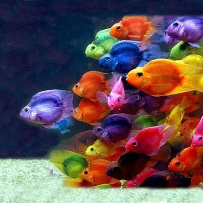 紅龍魚變白會自愈嗎（紅龍魚變白會自愈嗎，） 紅龍魚變白會自愈嗎（紅龍魚變白會自愈嗎，） 龍魚百科 第5張