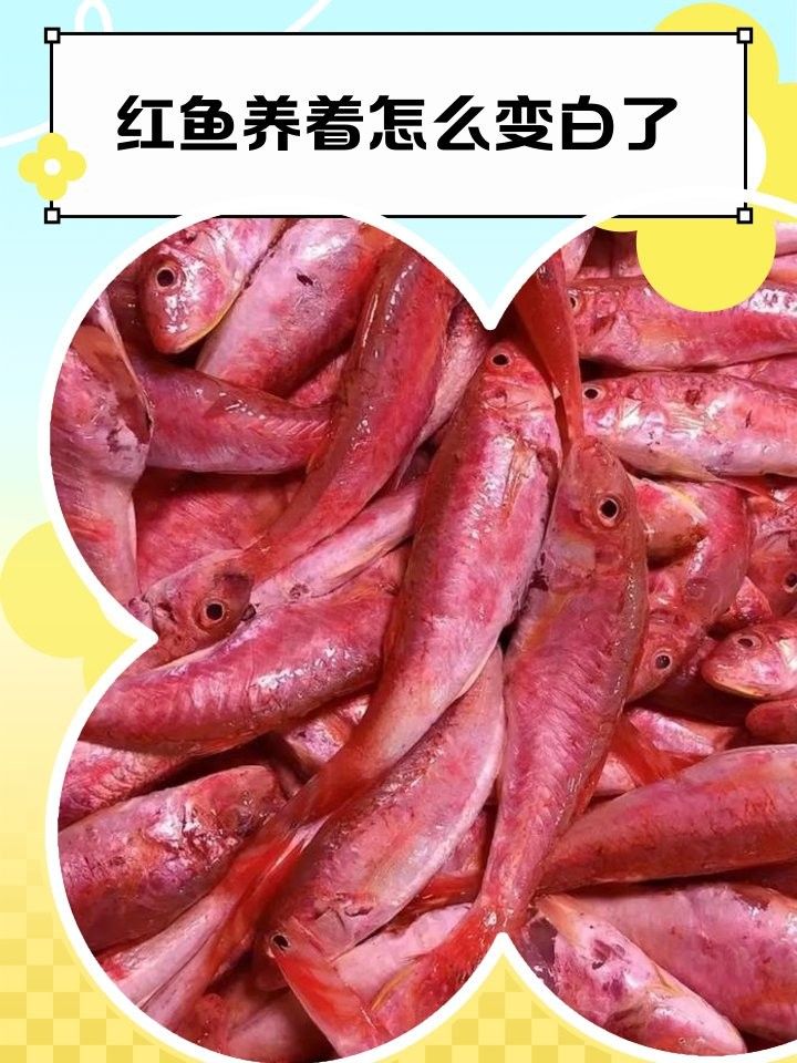 紅龍魚變白會自愈嗎（紅龍魚變白會自愈嗎，） 紅龍魚變白會自愈嗎（紅龍魚變白會自愈嗎，） 龍魚百科 第6張